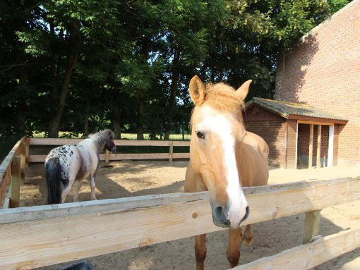 Ponies aufm Sandplatz