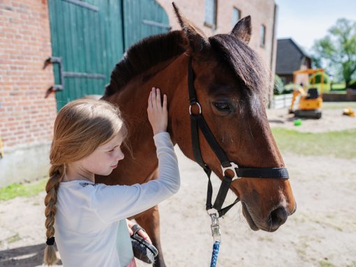 Ponies aufm Sandplatz