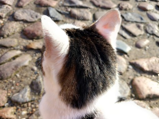 katze